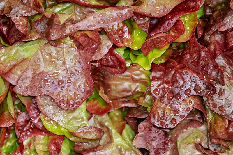 Salad Creations